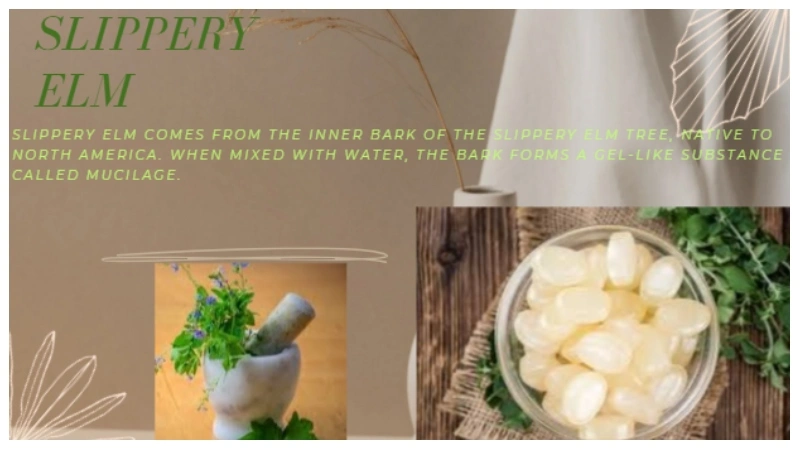 Slippery Elm Benefits for Women: A Natural Health Guide